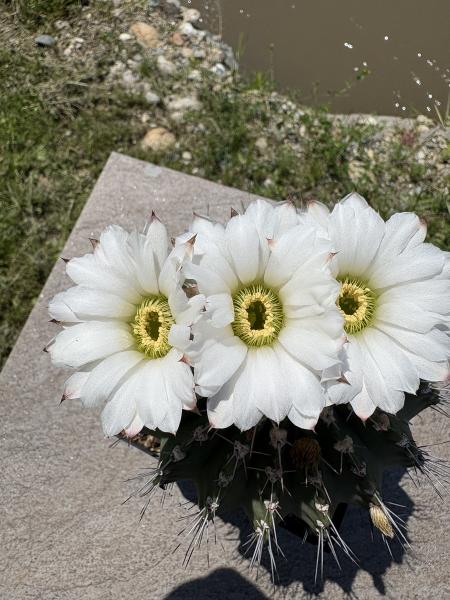 Acanthocalycium klimpelianum
